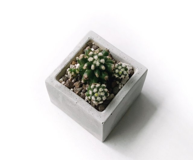 In stock) Pure gray series | Jinhu petrochemical small