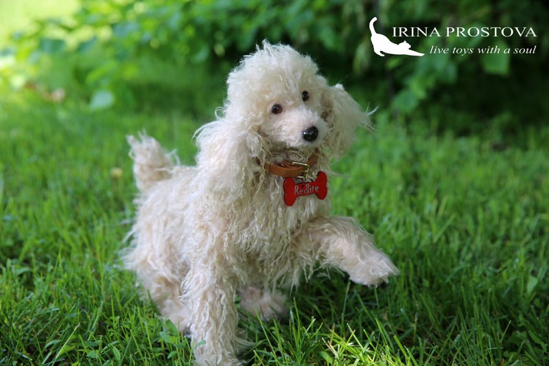 Poodle realistic plush toy - 公仔/玩偶 - 其他材質 白色