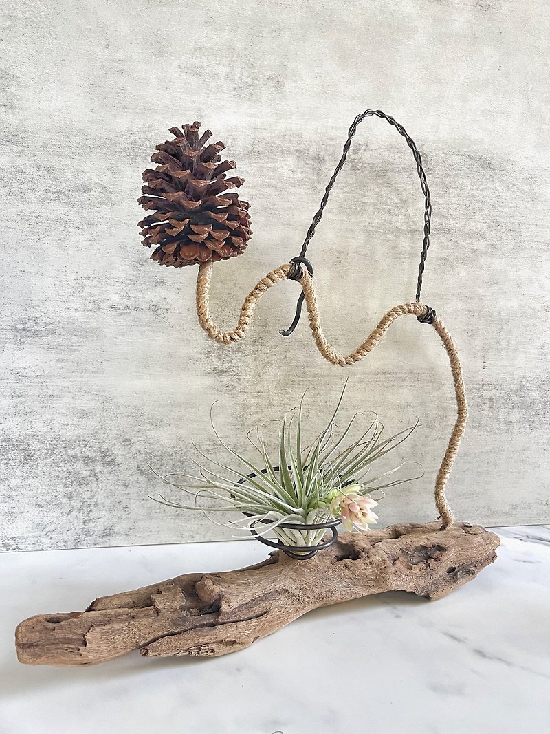 [Driftwood] Lonely Boat | Air Pineapple. Air Tillandsia - Plants - Wood Brown