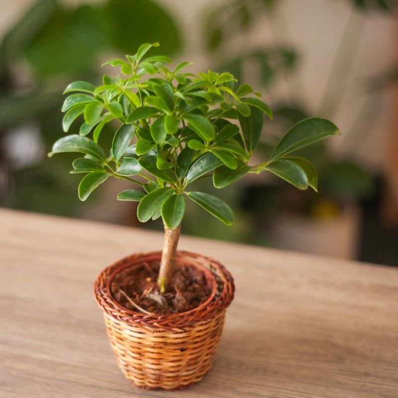 【人氣】鵝掌藤盆栽 - 盆栽/植栽 - 植物．花 綠色