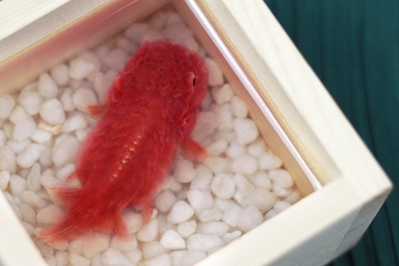 吉祥如意紅蘭壽金魚 3D樹脂畫手繪 永生魚 可私人客製 買二送一 - 擺飾/家飾品 - 樹脂 紅色