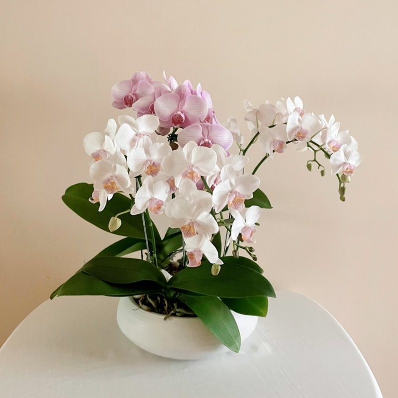 蘭花缽盆-白瓷款【限店面自取/台北市親送】 - 盆栽/植栽 - 植物．花 粉紅色