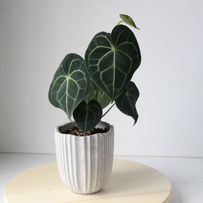 Planting potted l round-leaf flower candle auspicious and generous gift-giving indoor plant office potted plant - Plants - Cement 
