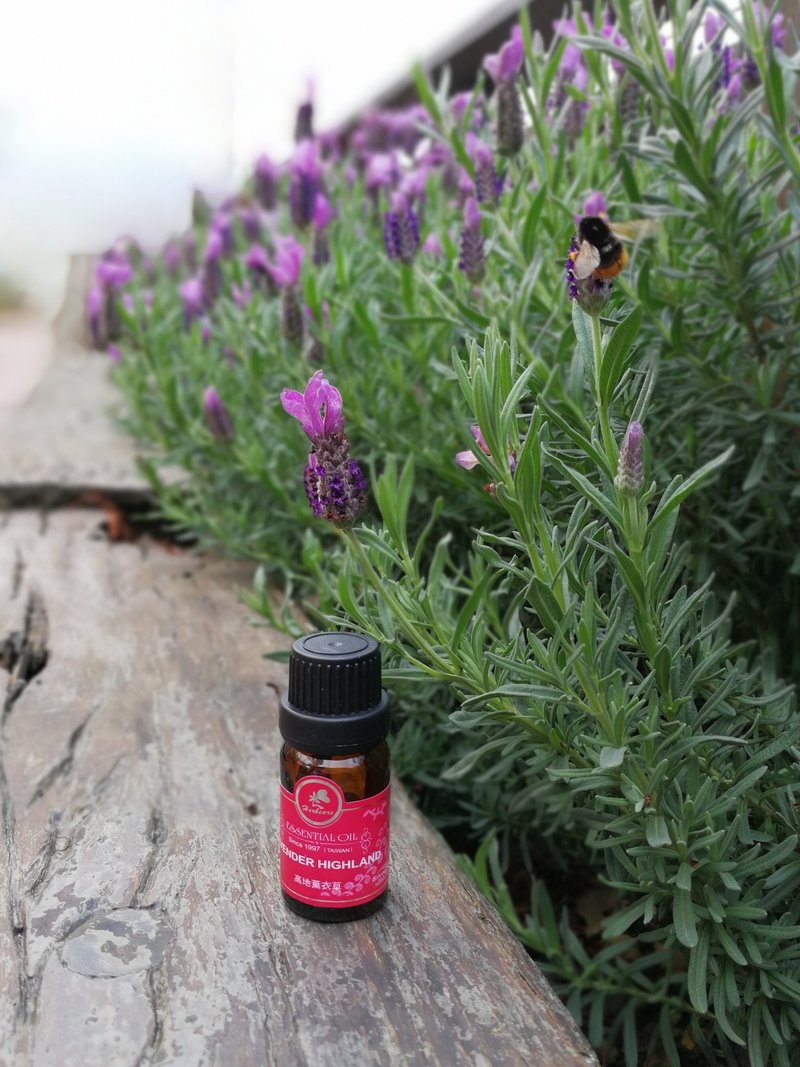 Highland real lavender essential oil 10ml 100% natural essential oil first choice for entry - Fragrances - Essential Oils 