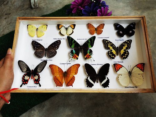 cococollection Real Mix 11 Butterfly Insect Taxidermy In Box Wood Frame Display Home Decor-Main