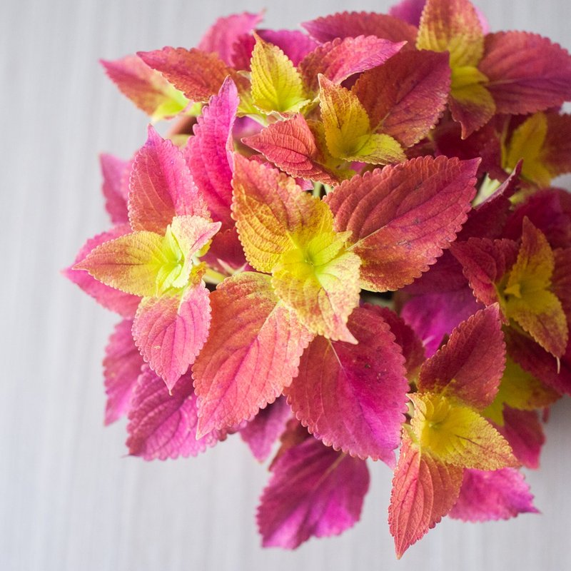 [Alabama sunset] Sunset Coleus | Medium potted plant | Gradient foliage - Plants - Plants & Flowers Red