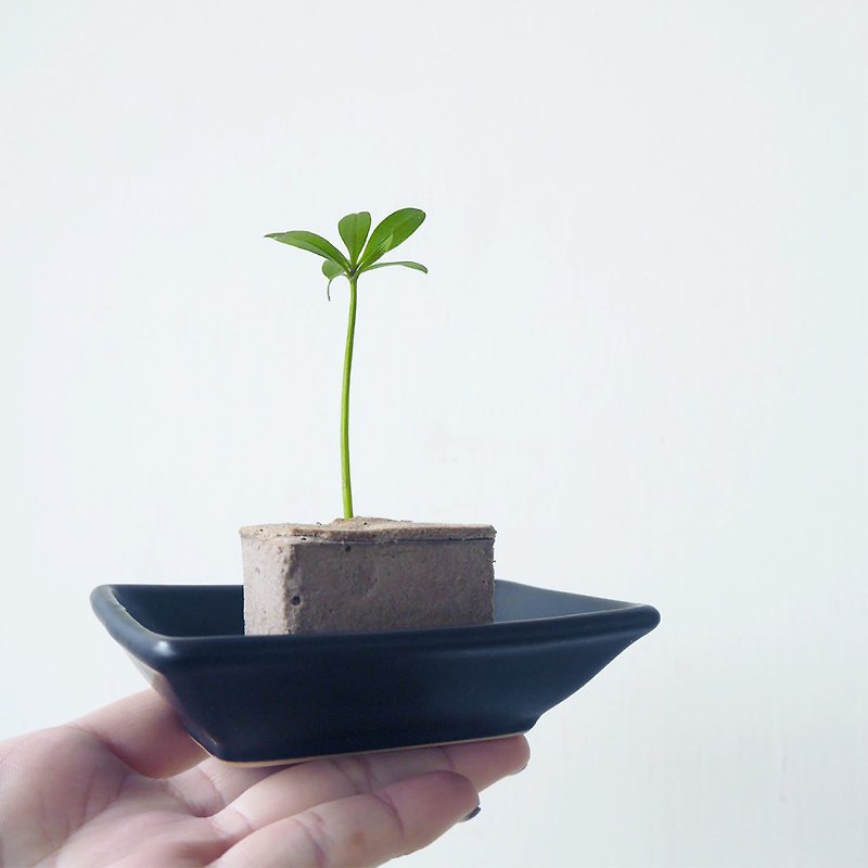 Environmental protection pot cultivation block contains a plant - ตกแต่งต้นไม้ - พืช/ดอกไม้ สีเขียว