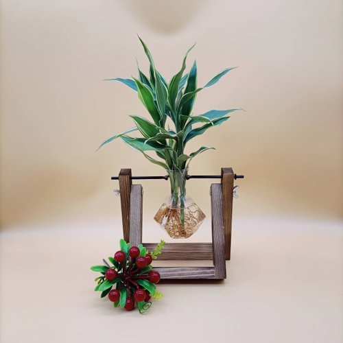 【良好】【送料込み】ディフェンバキア　販売中〜⭐︎ 水耕栽培植物 ディフェンバキア・アクミナタ 幸運の竹 怠惰な植え付け