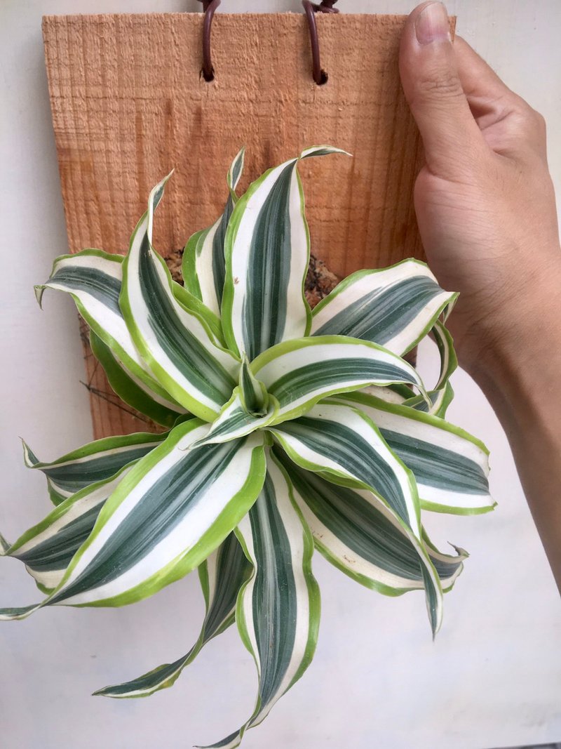 【檸檬千年木】植物上板 情人節禮物 生日禮物 觀葉植物 室內植物 - 盆栽/植栽 - 植物．花 