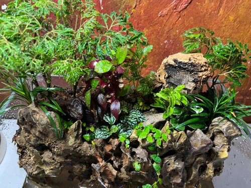景觀丸藝 Verdant Wanderlust 【生態缸-潺林之境】微景觀 室內植栽 禮物 辦公室擺設
