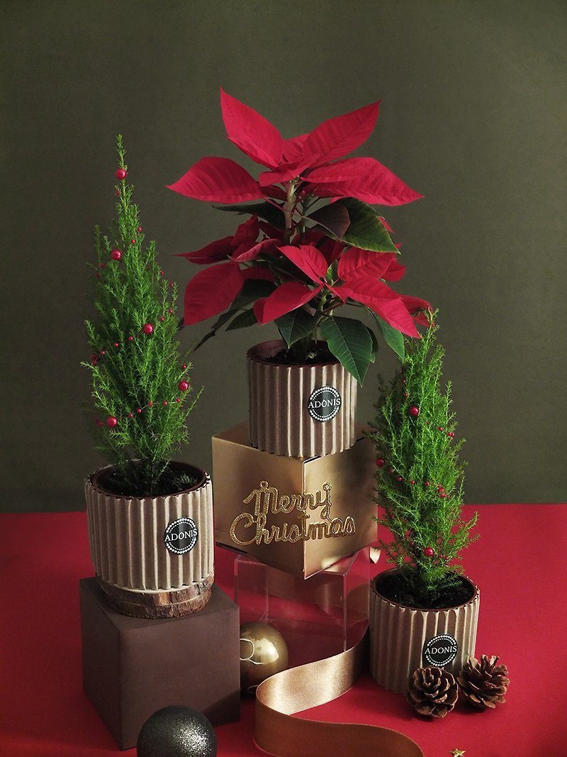 植物．花 植栽/盆栽 紅色 - 聖誕植物組合 聖誕紅+聖誕樹 聖誕禮盒
