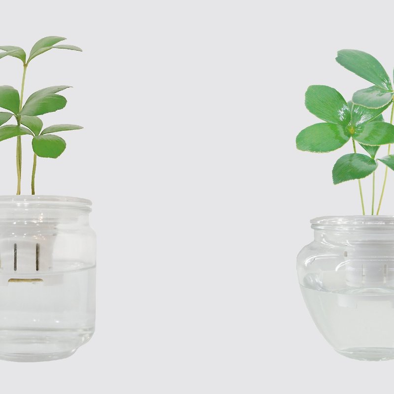 │ Glass Series│ Lucky Iron Tree-Gift Plant Hydroponics Potted Fish and Water Symbiosis - Plants - Plants & Flowers Transparent