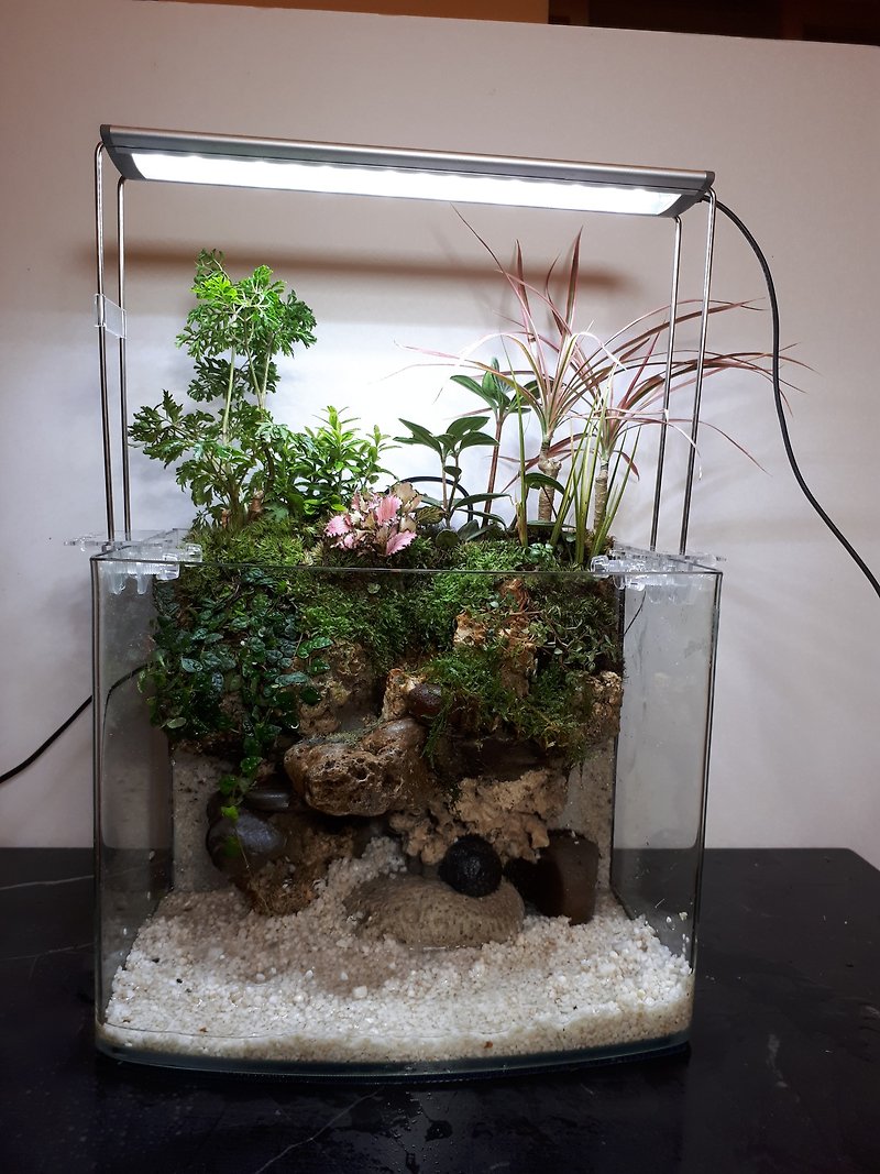 開運生態造景魚缸AG-30 ㄇ 型平面 居家風水最耀眼的擺飾 - 植物/盆栽/盆景 - 玻璃 