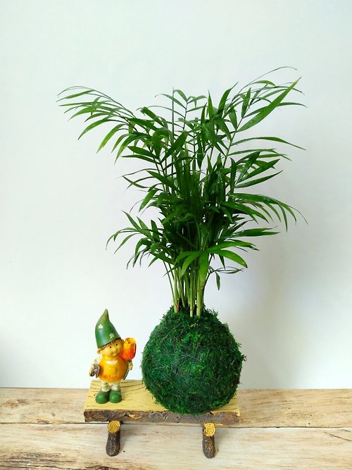 LuYiLife 綠藝生活 居家幸福苔球 苔玉 綠色水苔 五行幸運植物 袖珍椰子
