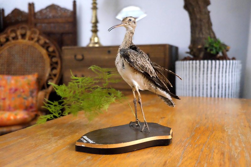 奧地利禽鳥標本 - 裝飾/擺設  - 其他材質 灰色