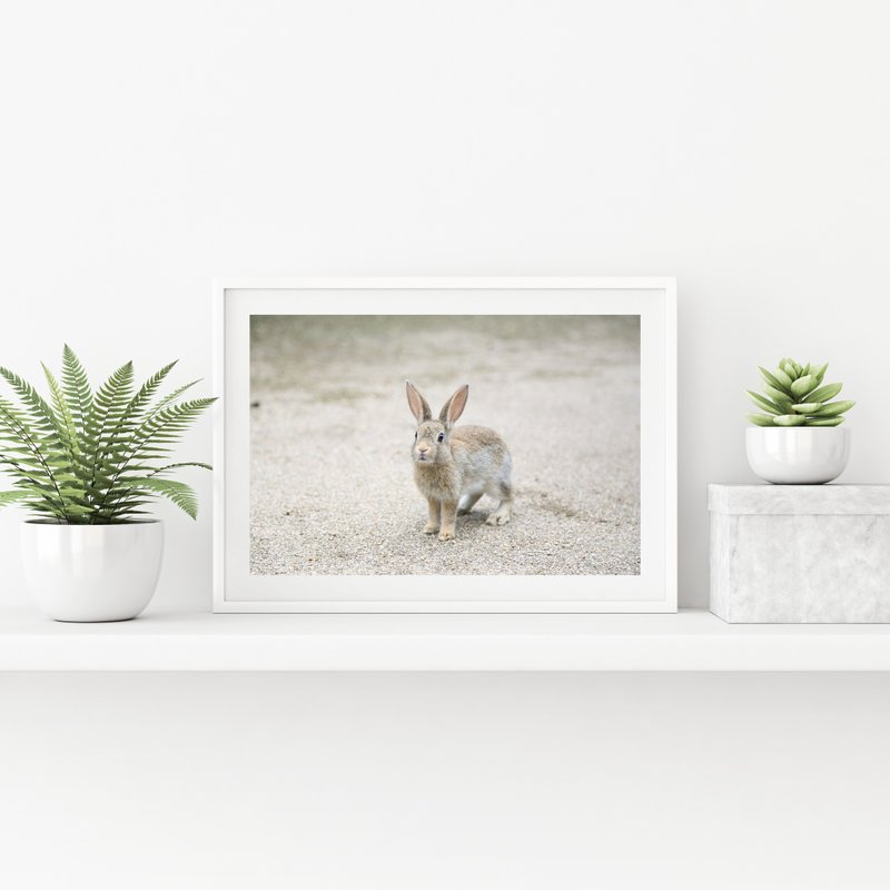 Rabbit Photography Giclee Works-Cute - Posters - Paper Pink