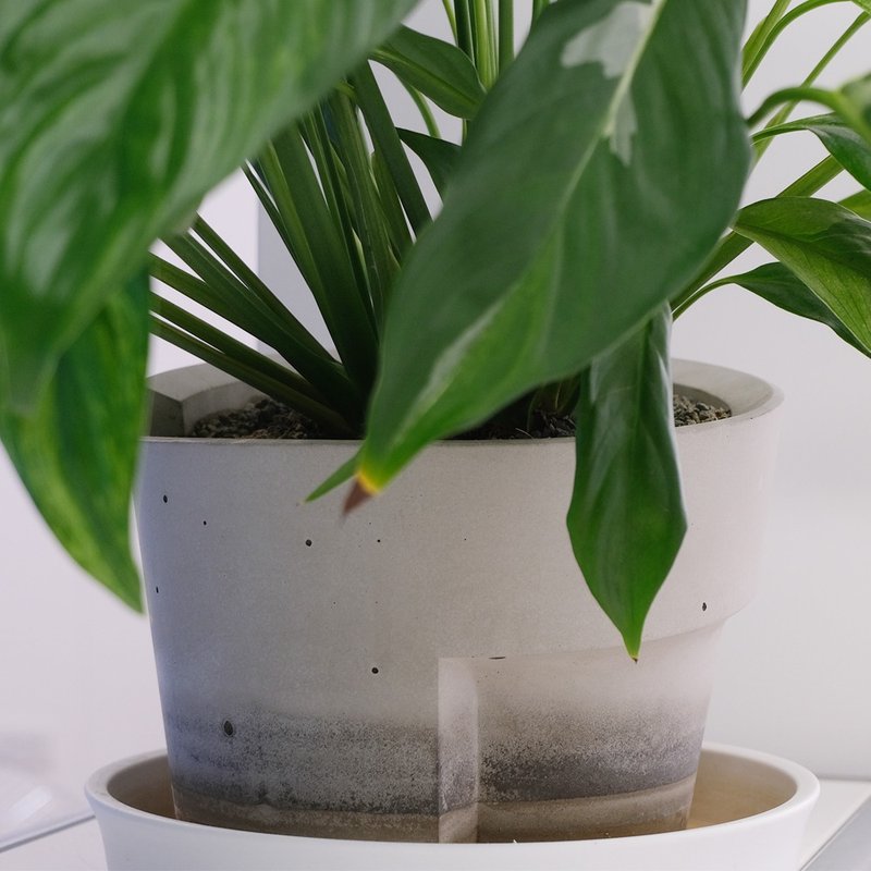 水泥迴旋大型盆栽 - 盆栽/植栽 - 水泥 灰色