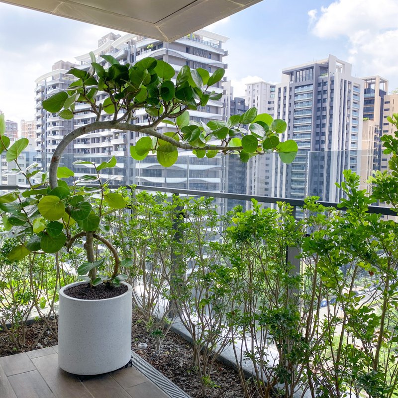 【陽台大型植栽】自由之心 • 海葡萄樹 | L 粗幹 | 水磨石甕盆 - 植栽/盆栽 - 植物．花 