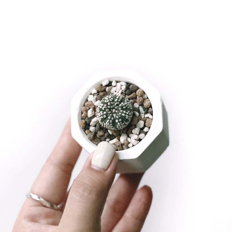 (現貨) 白灰漸層系列 | 超兜 小八角形水泥多肉植栽 - 盆栽/植栽 - 植物．花 灰色