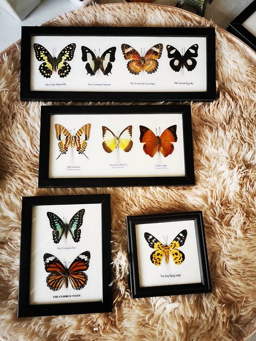 cococollection Set Mix Real Butterfly Taxidermy Insect Wood Frame Display Home Decor