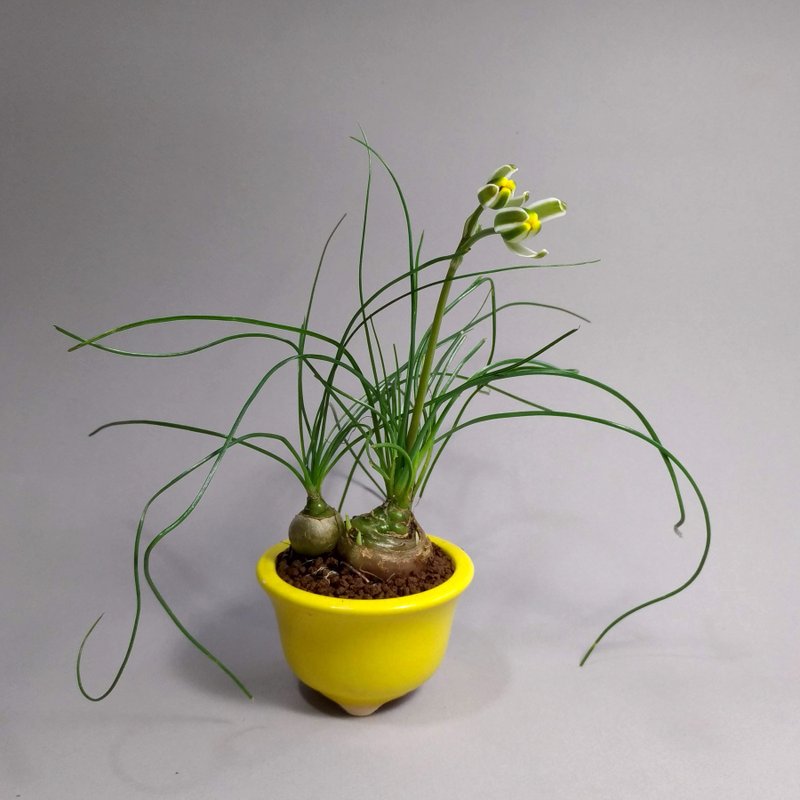 多肉植物哨兵花黃釉鉢 迷你盆栽植物∣盛花期∣ - 盆栽/植栽 - 陶 