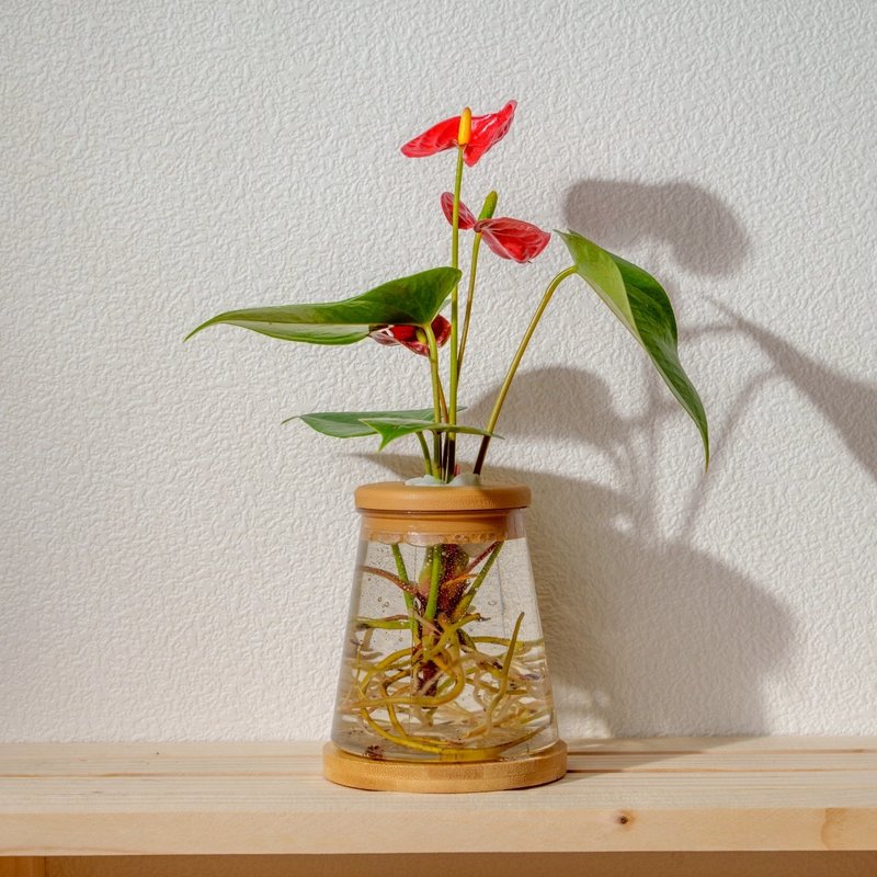 火鶴 三角水耕盆栽 室內植物 觀葉植物 禮物 水培 - 盆栽/植栽 - 植物．花 透明