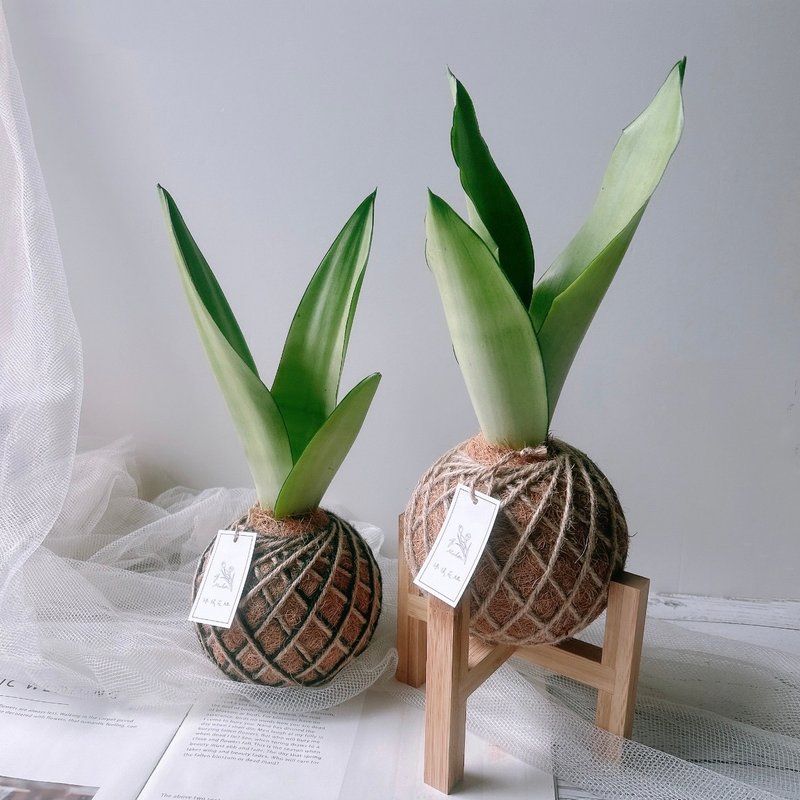 Small Moss Ball Silver Queen Sansevieria Planting to Purify the Air Desk Planting - ตกแต่งต้นไม้ - พืช/ดอกไม้ 