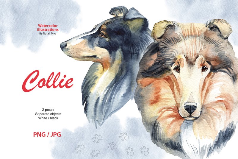 Watercolor dog, Collie, Shetland Sheepdog, dog clipart, Shetland Collie, breed - 其他數位設計 - 其他材質 
