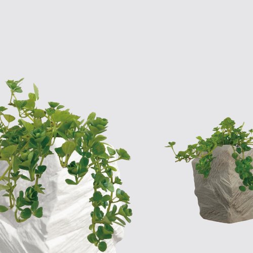 森多 水耕植研所 │ 方盆系列 │ │嬰兒淚 - 寵物友善 垂吊 室內 陶瓷 水耕盆栽