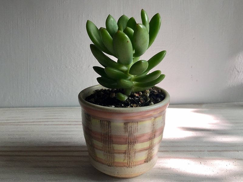 Colorful lattice succulent potted pottery_ pottery potted potted plants - ตกแต่งต้นไม้ - ดินเผา หลากหลายสี
