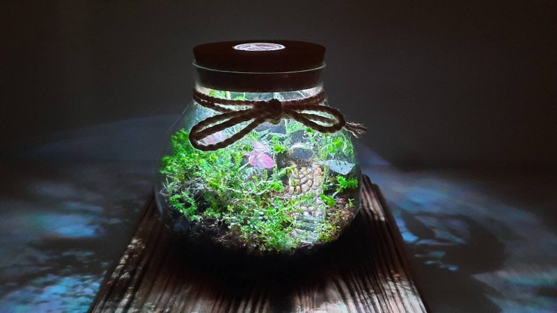 [Moss Healing] Eco Bottle DIY Material Pack - Plants & Floral Arrangement - Glass Transparent