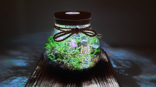 太陽療癒工作坊 【苔療癒】生態瓶DIY材料包/母親節禮物