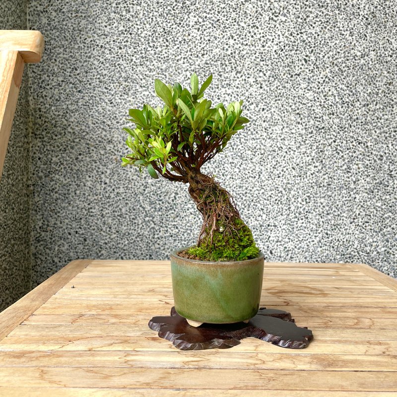 小品盆栽-日本皋月杜鵑 大朱杯 盆景 送禮 - 盆栽/植栽 - 植物．花 