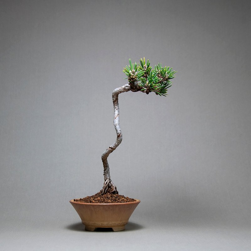 Miniature bonsai/Scholar Senju Maru black pine/Japanese variety - Plants - Plants & Flowers 