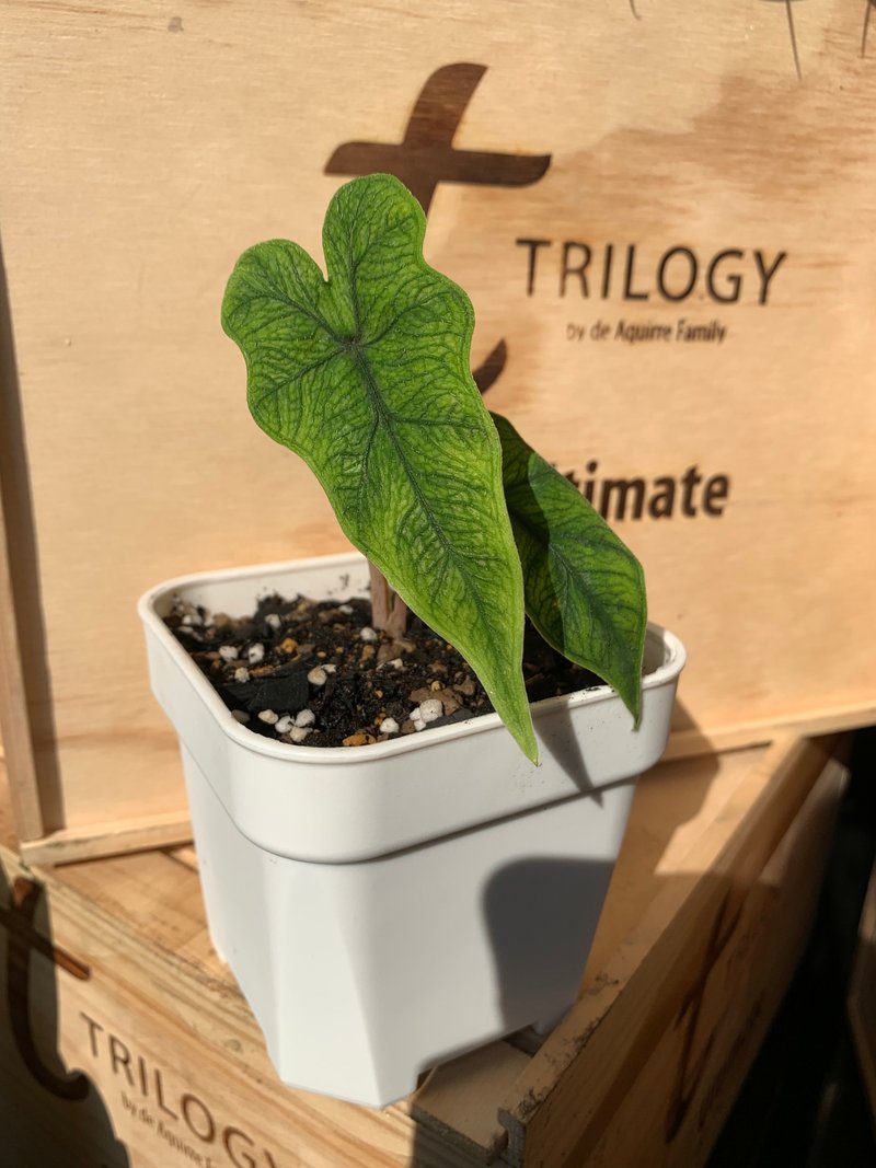傑克林觀音蓮 Alocasia Jacklin 雨林植物 稀有 - 植栽/盆栽 - 植物．花 綠色