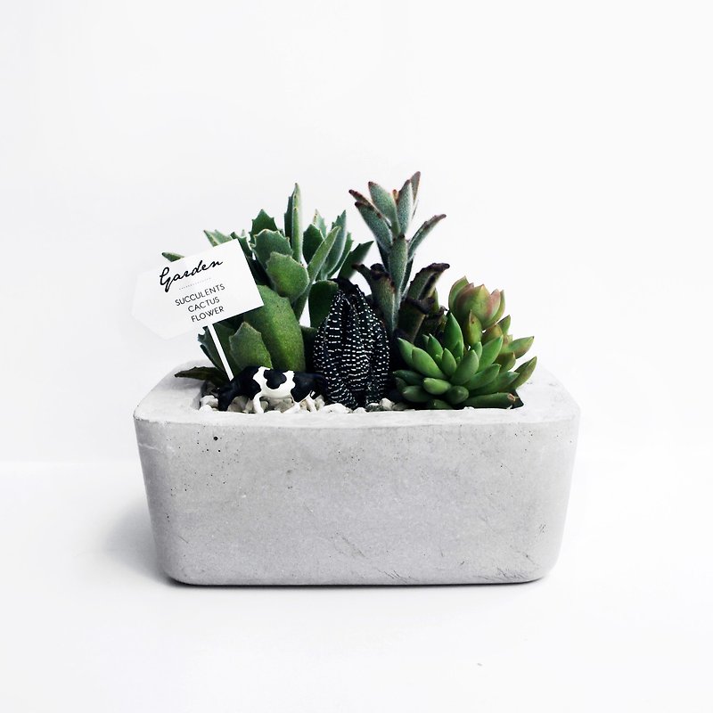 ISLAND Rounded rectangular concrete planter / pot for Succulent & Cacti - เซรามิก - ปูน สีเทา