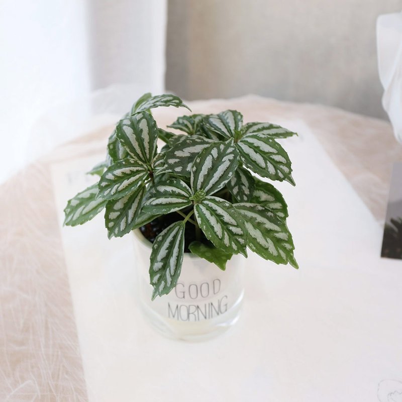 PD167 cold water flower absorbent potted plant/indoor plant/lazy plant/environmental greening/home decoration - Plants - Plants & Flowers 