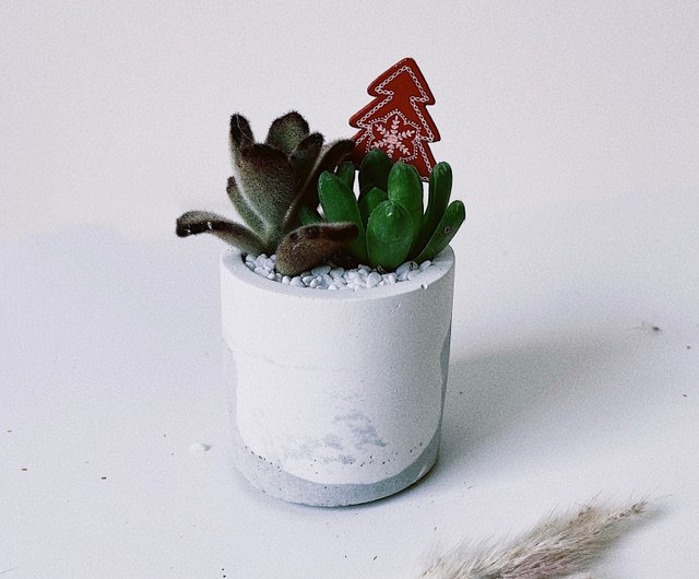 カプチーノ-多肉植物/サボテンミルクフォームセメントポット