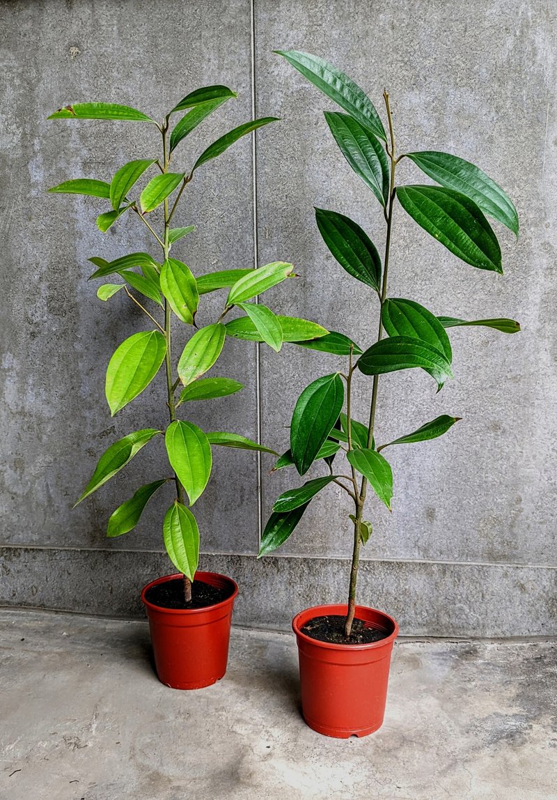 Tsinghua cinnamon seedlings 60~90 cm - ตกแต่งต้นไม้ - พืช/ดอกไม้ สีเขียว