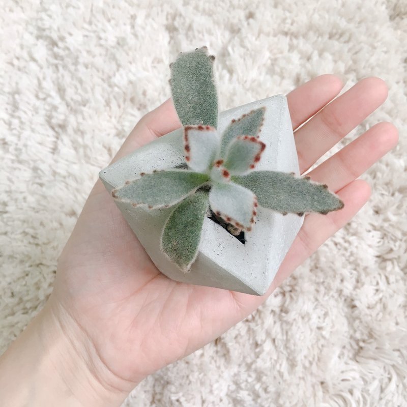 水泥盆器灌模與多肉植物養護課程 - 植栽/花藝 - 水泥 