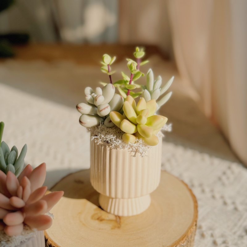 -The first choice for gifts-Clay succulent garden C-3-vertical pattern (small) - ของวางตกแต่ง - ดินเหนียว หลากหลายสี