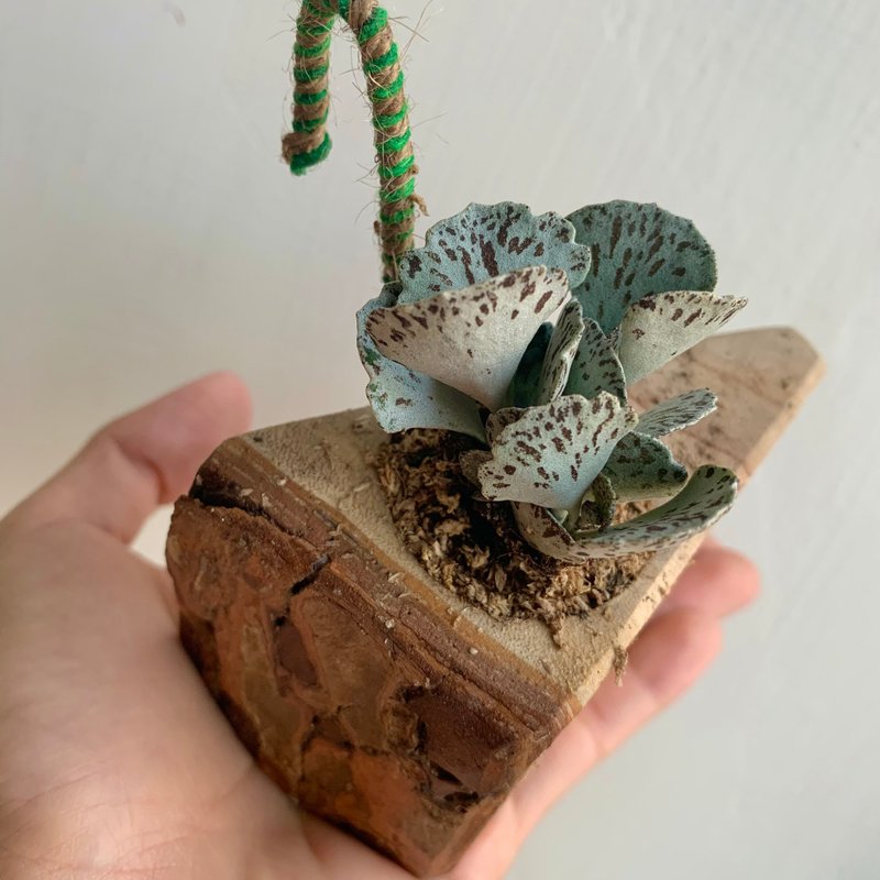 手工木作設計 盆栽擺飾 多肉植物 巧克力脆片 雀扇 - 盆栽/植栽 - 木頭 