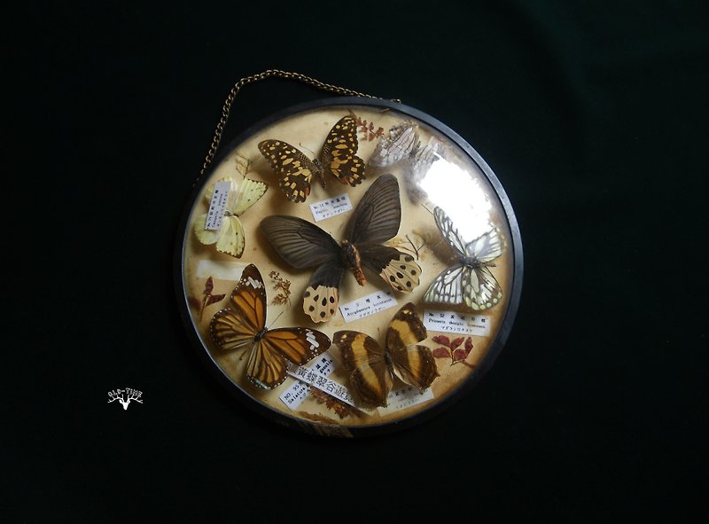 [OLD-TIME] Butterfly specimens made in early Taiwan - ของวางตกแต่ง - วัสดุอื่นๆ 