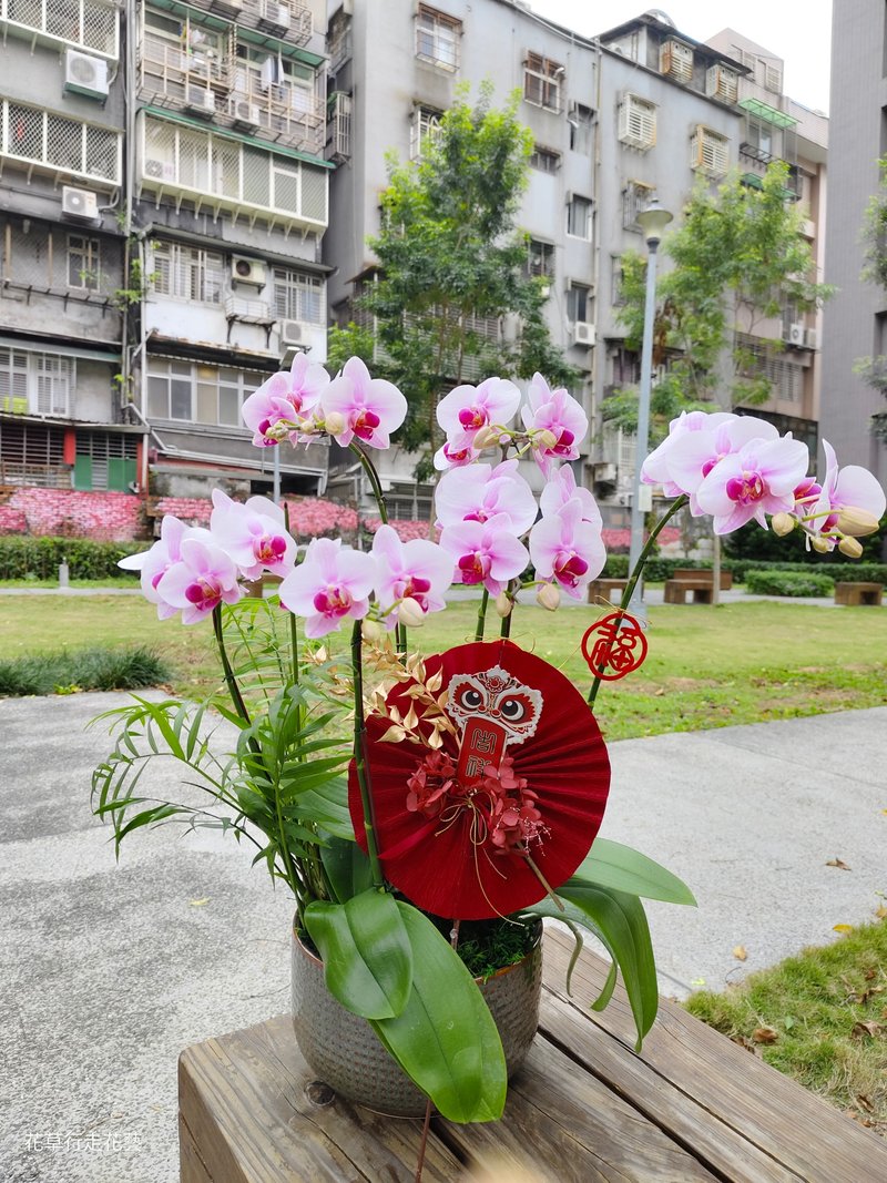 Sakura Princess Phalaenopsis Potted Plant - Plants - Plants & Flowers 