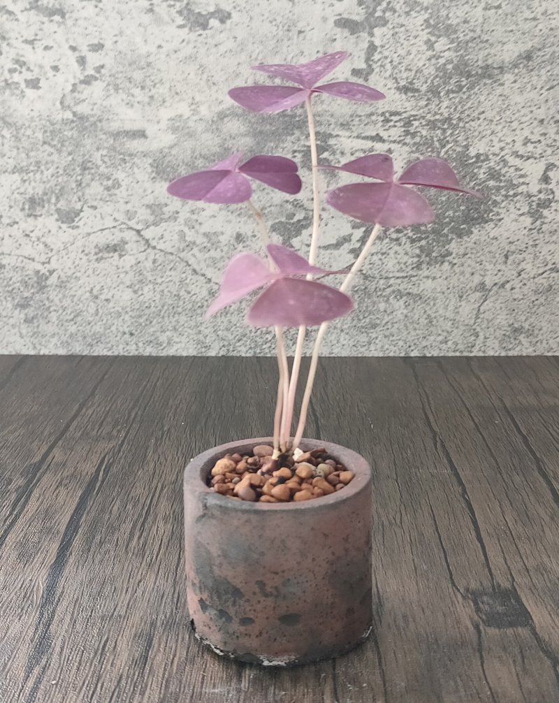 水泥盆盆栽-- 迷你紫酢醬草 - 盆栽/植栽 - 植物．花 