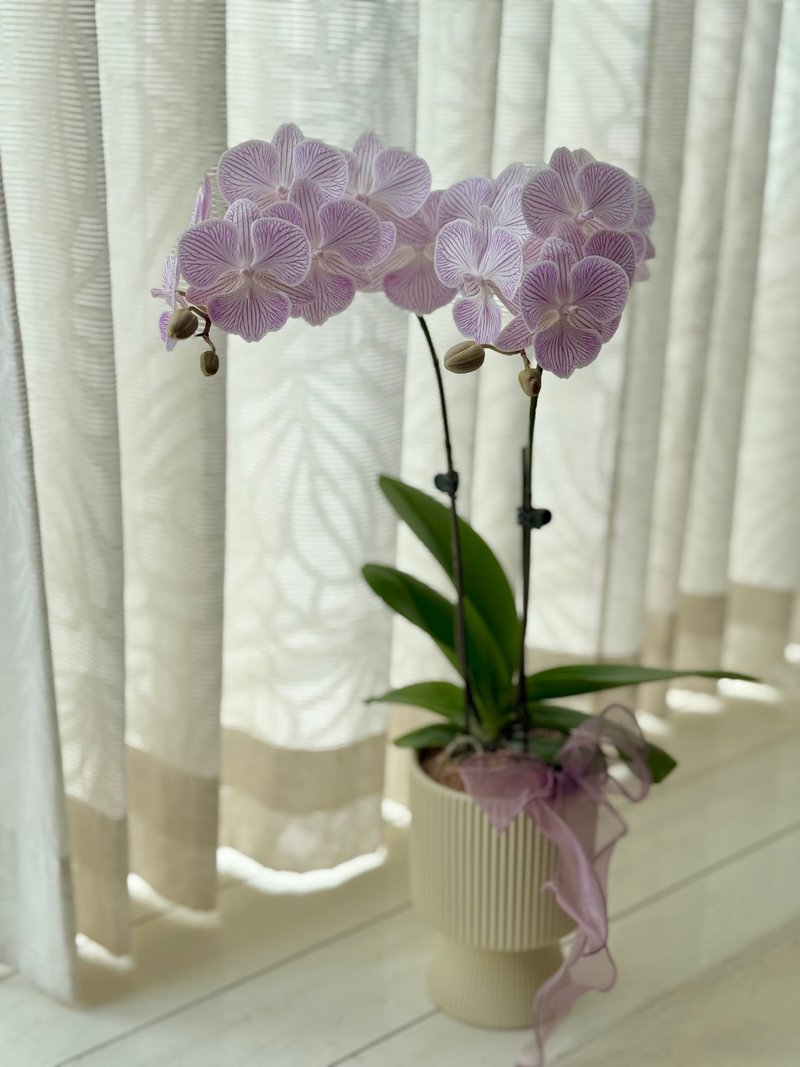 單棵蘭花植栽 請參考規格圖片 植栽 蘭花 開幕 居家佈置 祝賀植栽 - 盆栽/植栽 - 植物．花 多色