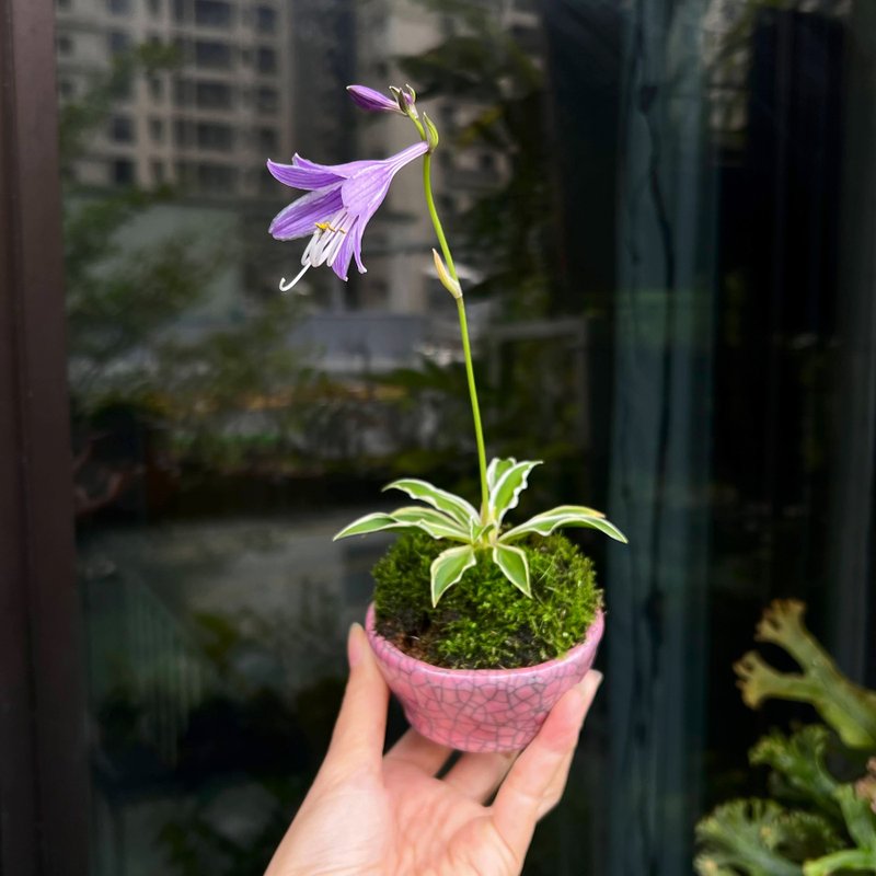 Japan's Echizen Bunzan Bonbo | Hime Hosta Mountain wild grass Mi Ni potted plant is in bloom - ตกแต่งต้นไม้ - ดินเผา 