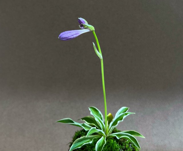 越前文山★彩色★竹箕形鉢★盆栽・山野草 越前文山☆彩色☆竹箕形鉢☆盆栽・山野草 - メルカリ