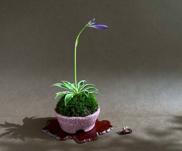 日本越前文山盆鉢∣姬玉簪山野草ミニ盆栽mu bonsai 翠庭｜盆栽