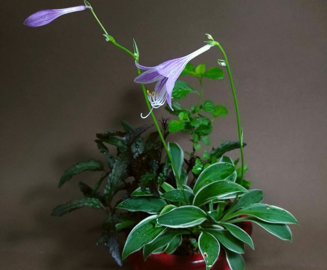 日本越前文山盆鉢∣姬玉簪山野草ミニ盆栽mu bonsai 翠庭｜植栽